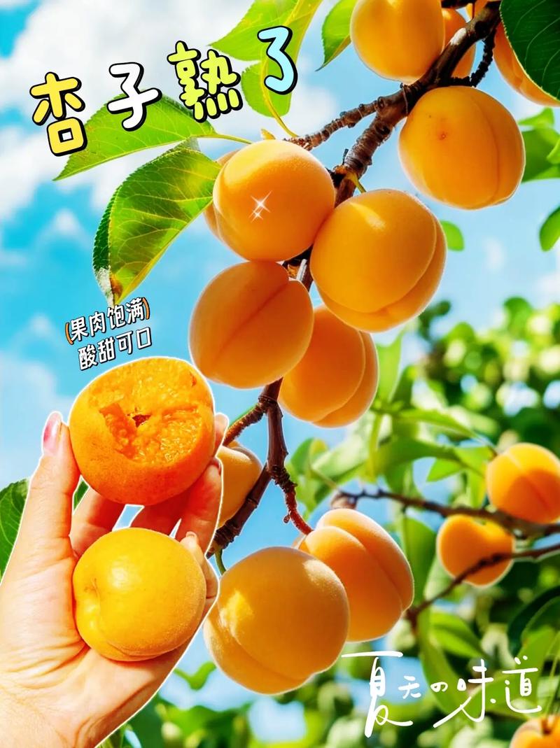 教你挑选新鲜杏子的「果脐凹陷法则」