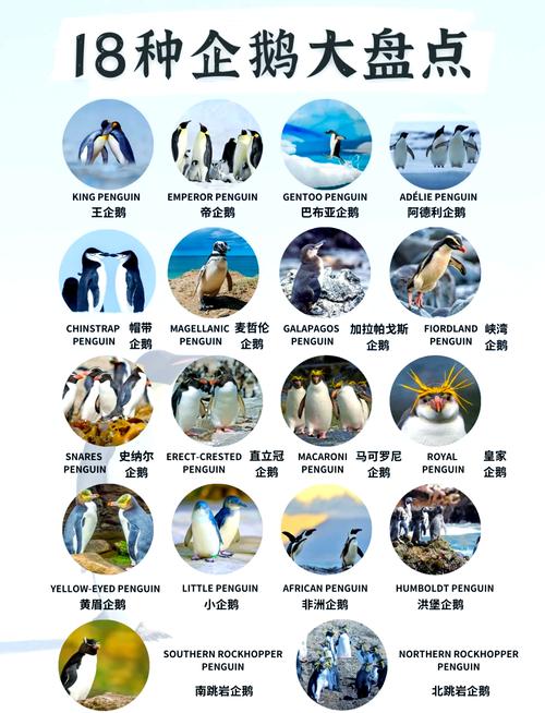 为什么企鹅会有迁徙习性？