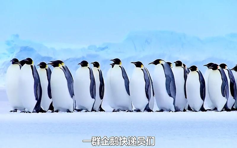 为什么企鹅会有群居生活?