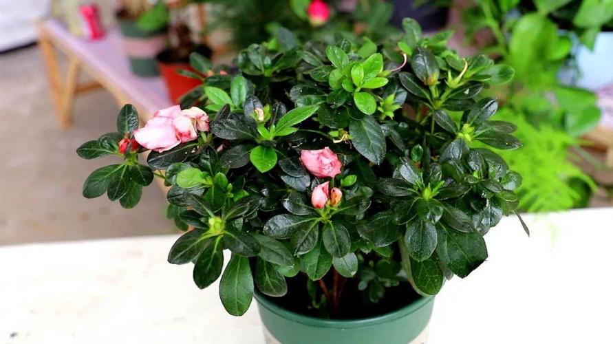 植物落蕾怎么办?避免环境突变 + 补充磷钾肥