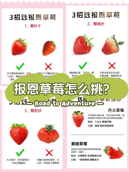 如何挑选新鲜的草莓？