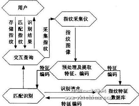 为什么人会有指纹识别技术优势?