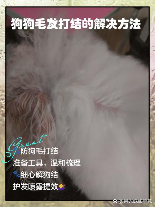 宠物毛发打结怎么办?排梳逆向梳理 + 毛发软化剂