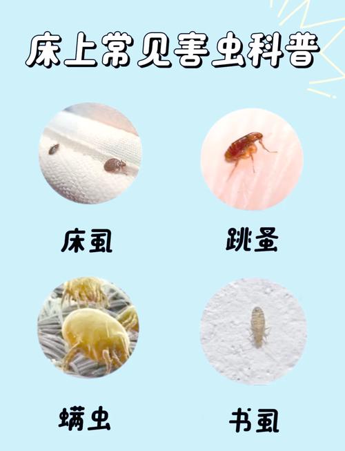 家里哪些地方藏最多螨虫?这些角落要注意