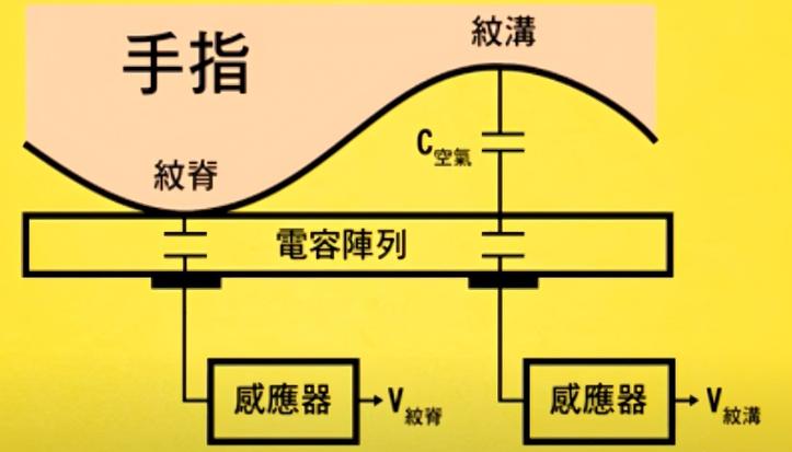 为什么人会有指纹识别技术原理?