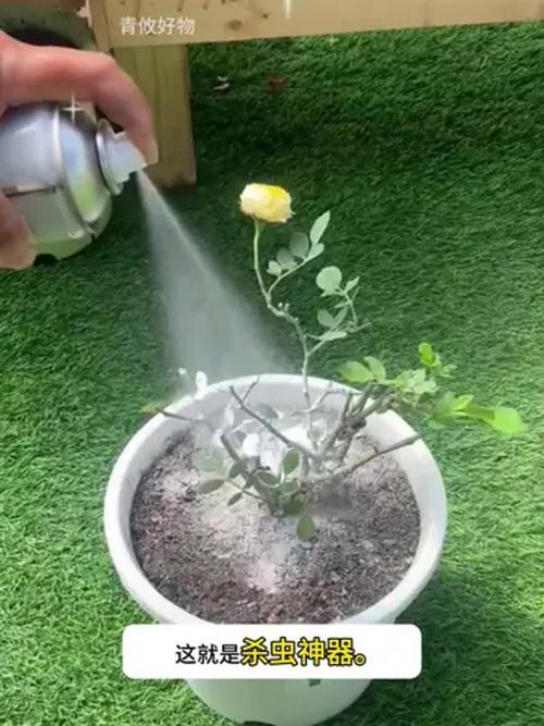 花卉叶片有虫怎么办？棉签蘸酒精擦拭叶片