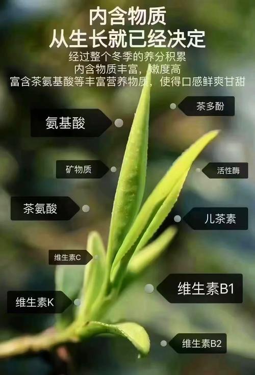 怎样储存茶叶保持香味？