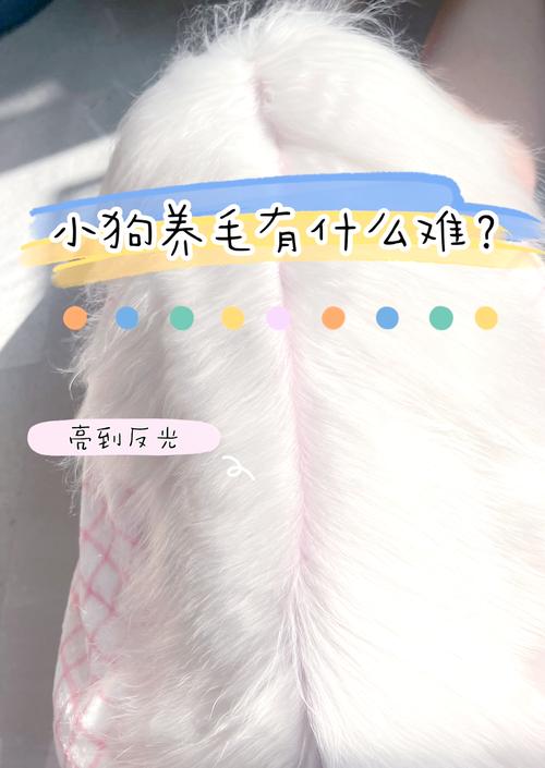 怎样清洁宠物毛发?