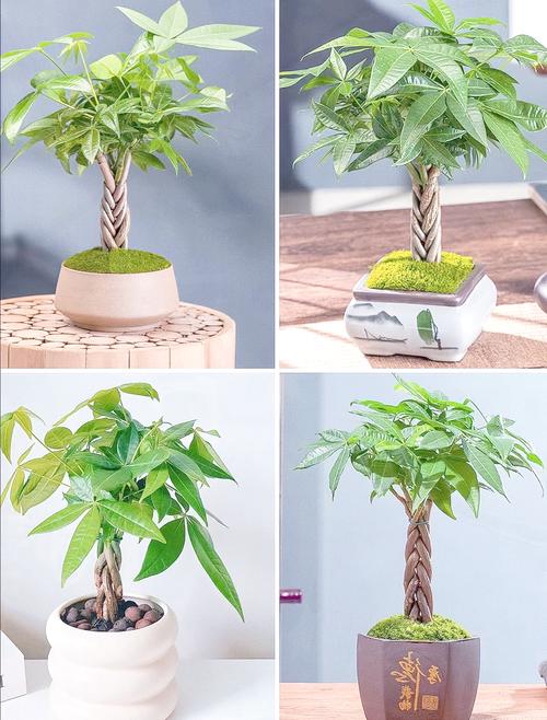怎样让盆栽植物长得更茂盛?