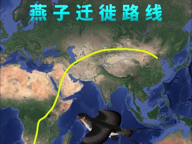 为什么鸟会有迁徙路线?