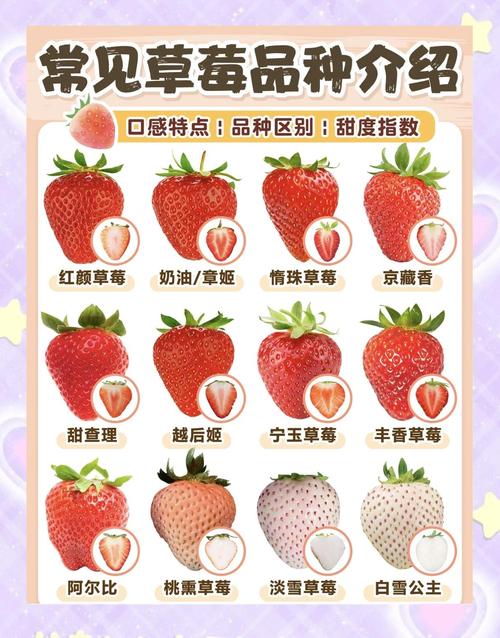 教你挑选新鲜草莓的 “颜色密码”