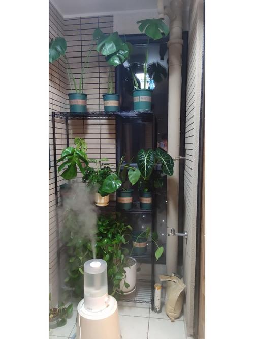 空调房保湿新思路：绿植+加湿器组合