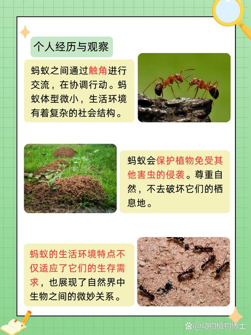 为什么蚂蚁会有信息素交流?