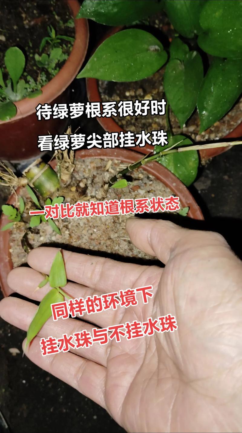 植物叶片发蔫怎么办？检查根系是否缺水或积水