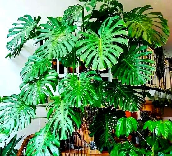 空调房保湿新思路：植物搭配加湿法