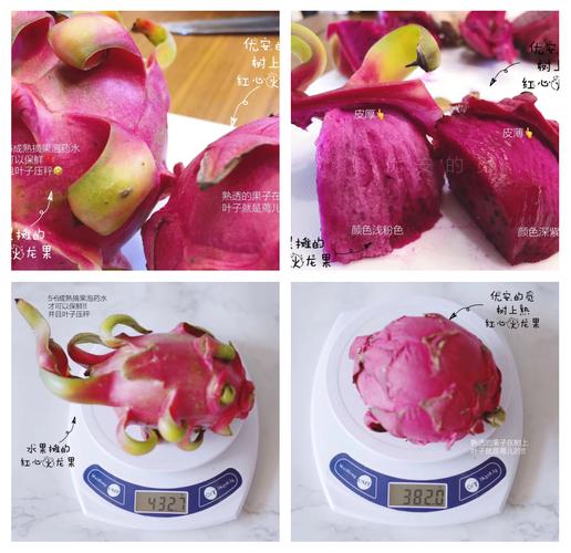 怎样挑选新鲜的火龙果？