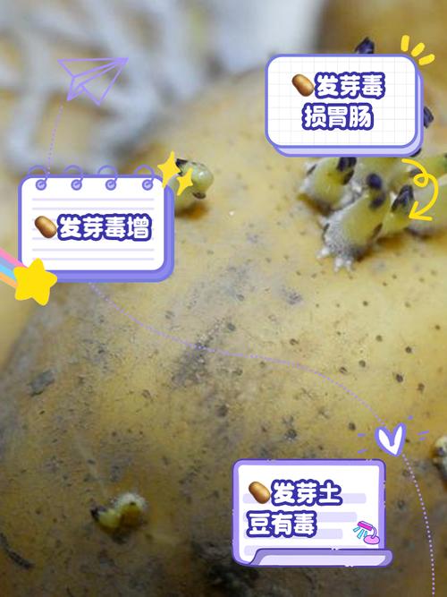 土豆发芽了还能吃吗?教你正确处理方法