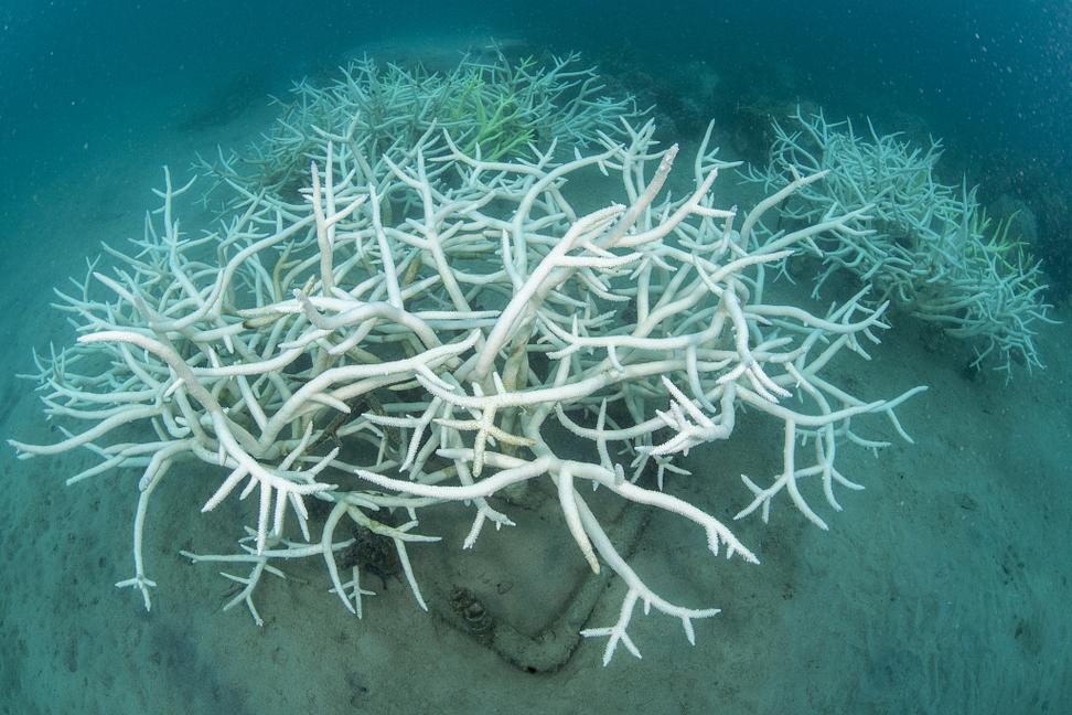 珊瑚白化现象背后的生态危机?海洋生物学警示