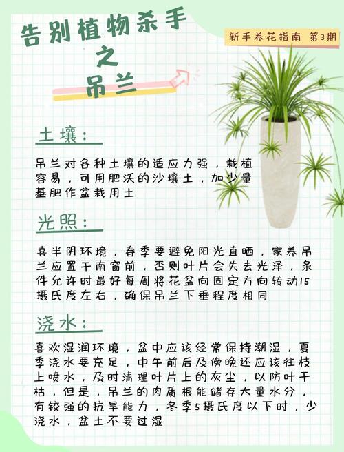 绿萝吊兰的养护要点