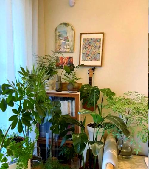 大型绿植位置？客厅角落添生机！