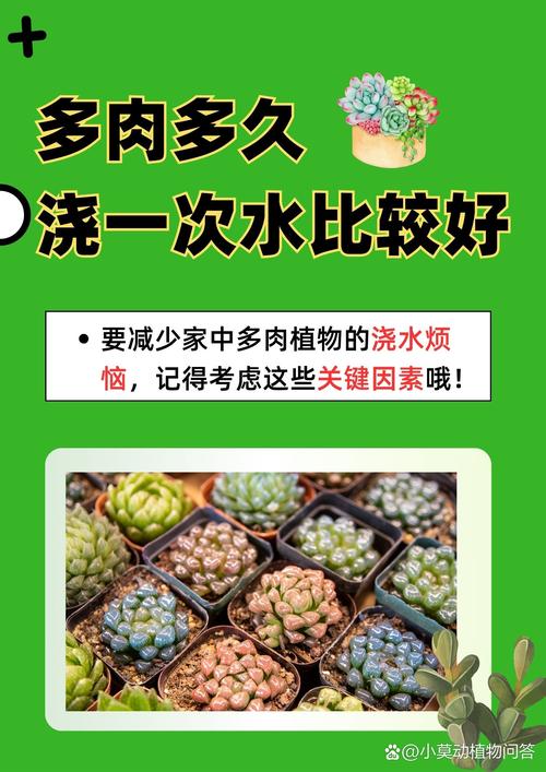 多肉植物浇水优化误区!正确频率判断