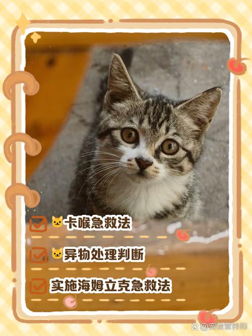 两栖动物异物卡喉？湿润环境维持