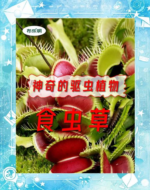 食虫植物捕虫效率提升?昆虫大小匹配