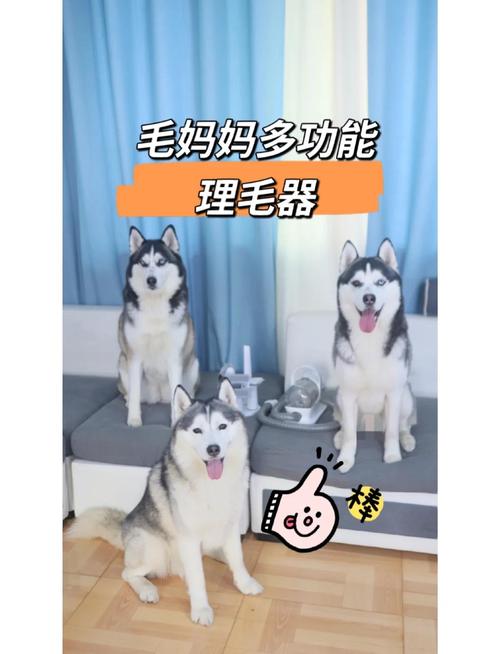 快速去除宠物毛发！这些技巧养宠家庭必备