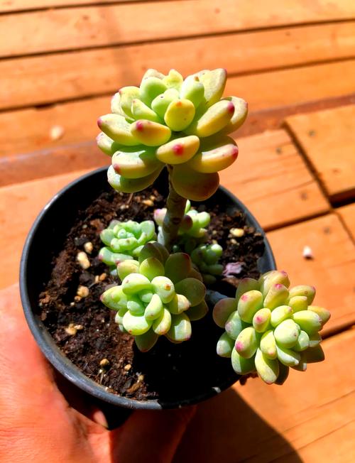 多肉植物冻伤？移至「5℃环境缓苗」