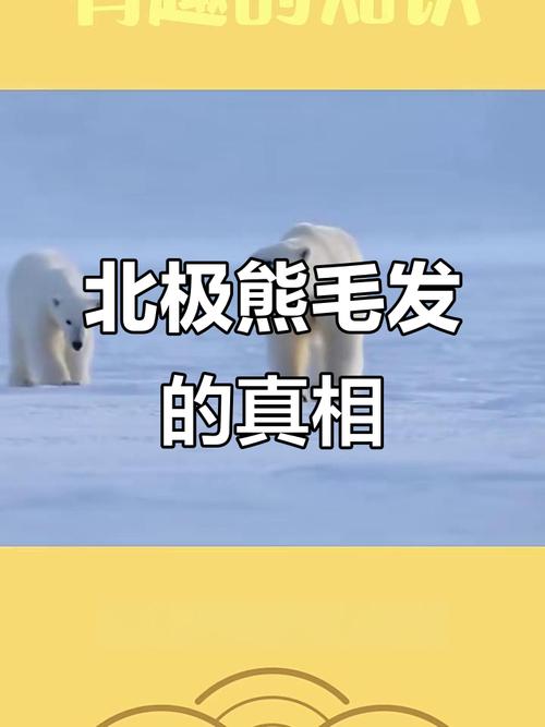 北极熊毛发为何呈现透明色？动物适应机制