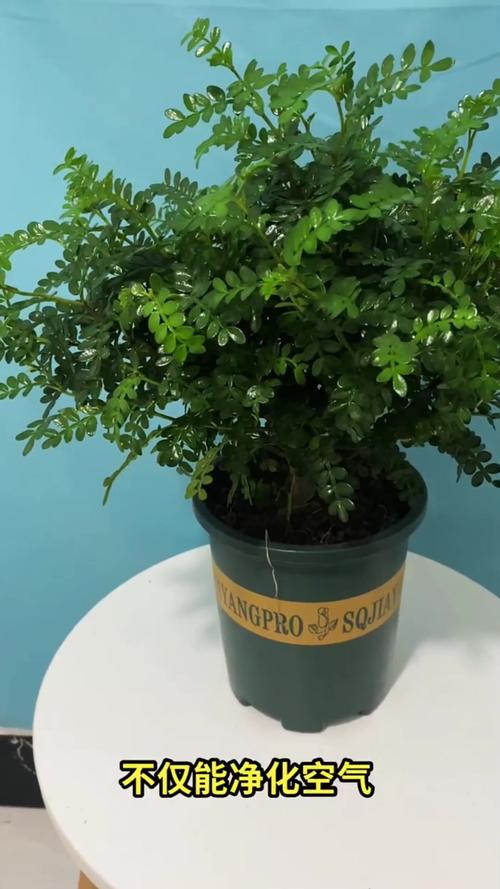 夏季家居防蚊虫：植物来帮忙