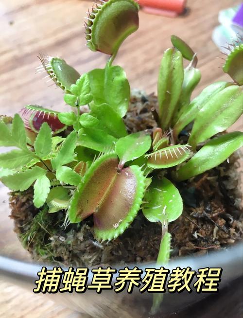 捕蝇草夏季遮阴管理?50% 遮光率