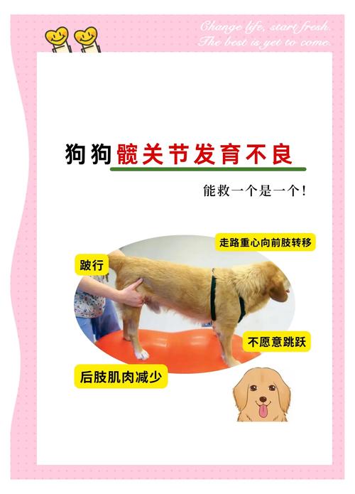 狗狗髋关节发育不良怎么预防?大型犬必看