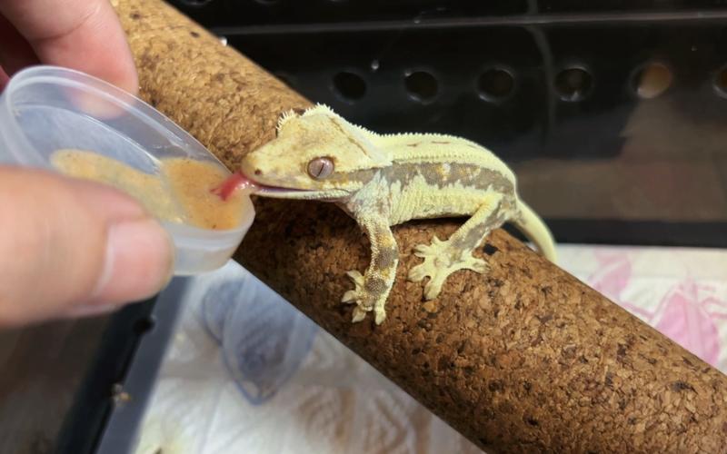 守宫断尾后喂食调整?少渣食物