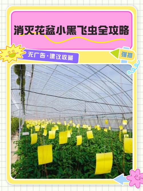 盆栽招小黑飞虫？盆面铺层咖啡渣！