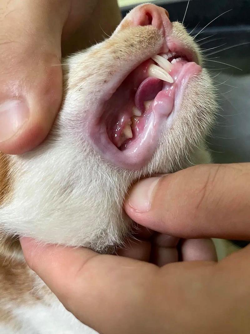 猫咪牙龈炎治疗?口服「抗生素」