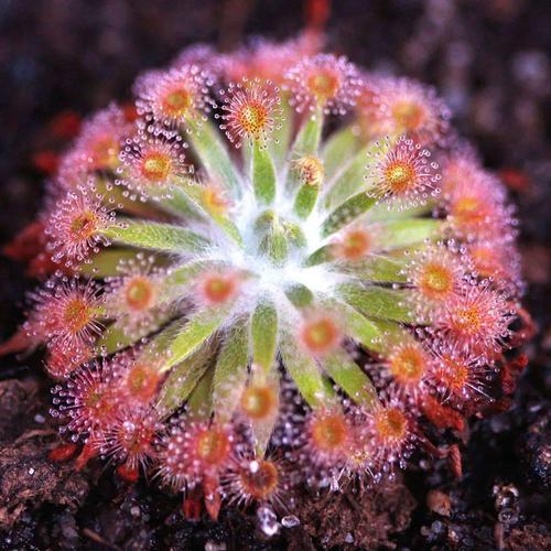 食虫植物捕虫囊分泌液？黏稠度观察