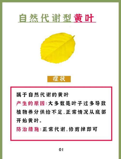 食虫植物病害诊断？叶斑与霉变识别