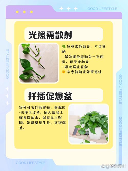 如何让绿萝长得又快又绿？养护技巧全解析