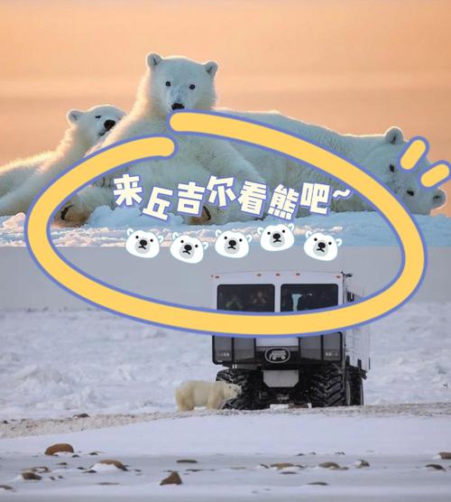 北极熊如何适应气候变化？动物生态学研究