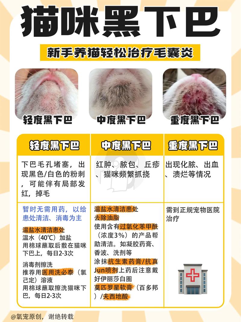 猫咪黑下巴根治？更换「不锈钢食盆」