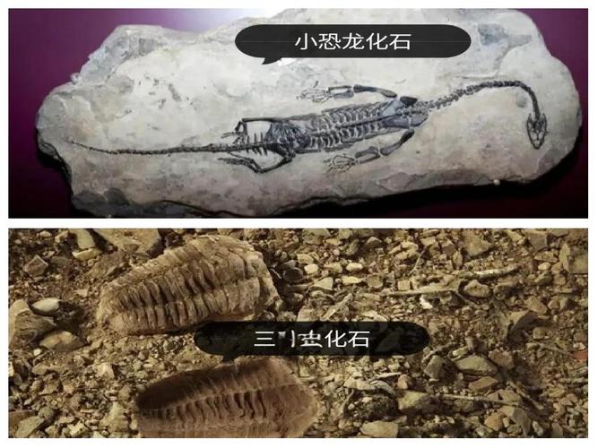 恐龙化石中的软组织为何能保存？古生物学发现