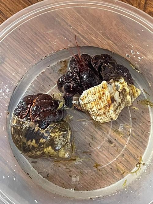 寄居蟹混养密度控制？壳径间隔