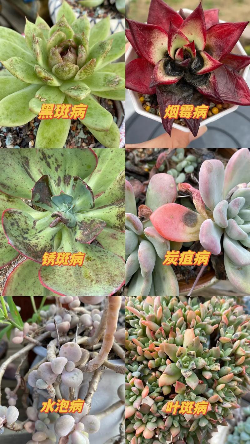多肉植物病虫害识别!常见症状与应对方案
