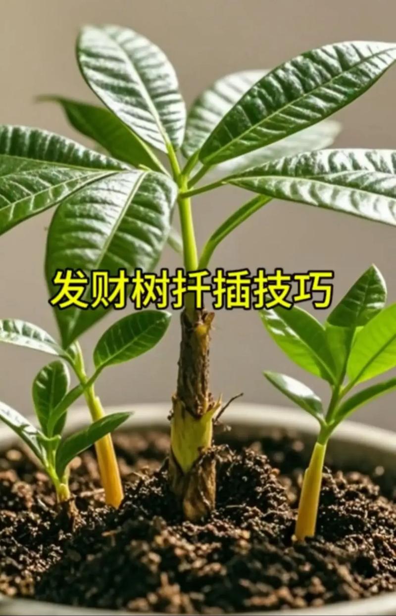 发财树怎么换盆？详细步骤和注意事项