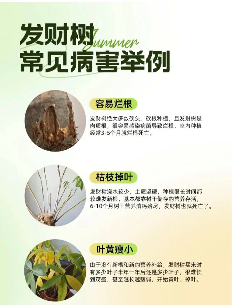 如何给发财树驱虫?常见虫害处理方法