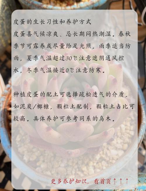多肉植物爆盆技巧!蛋壳 + 咖啡渣营养土配方