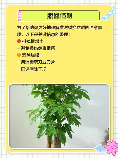 发财树烂根怎么处理?拯救方法全解析