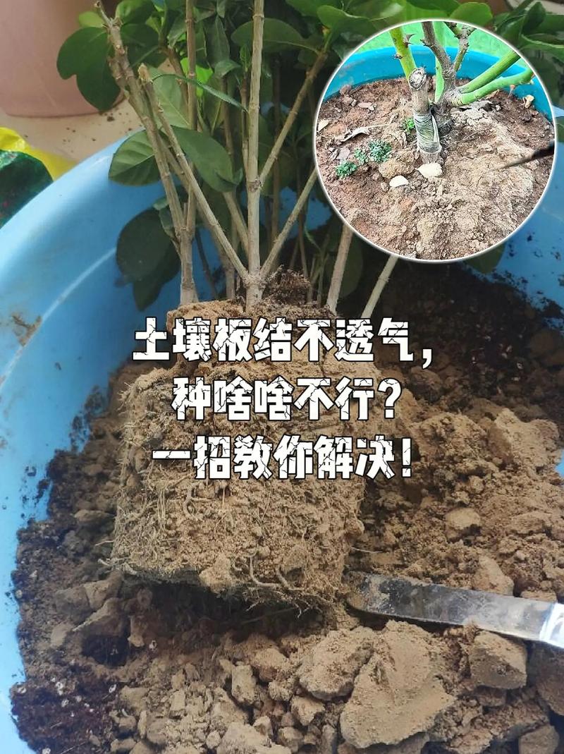 花盆泥土板结?3 招让土壤变疏松