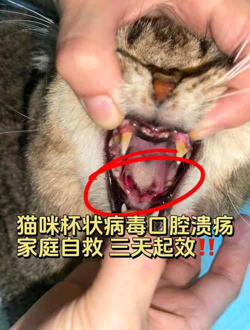 猫咪口腔溃疡怎么处理?饮食和用药建议